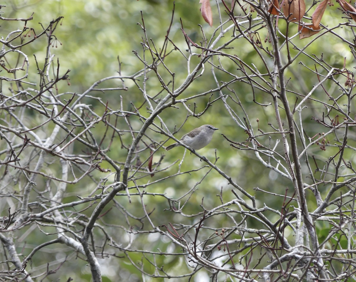 Mangrove Gerygone - ML624979799