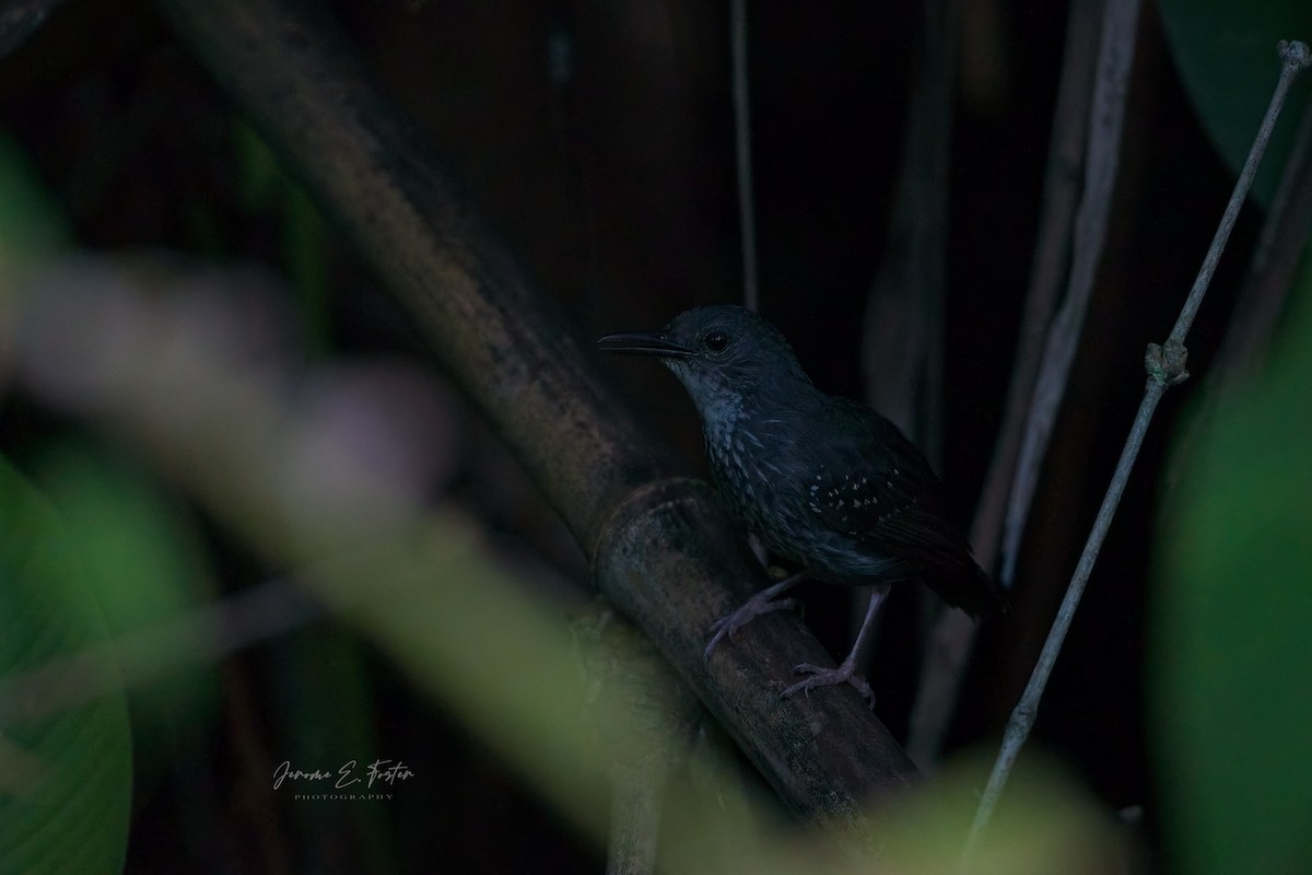 Silvered Antbird - ML624979874