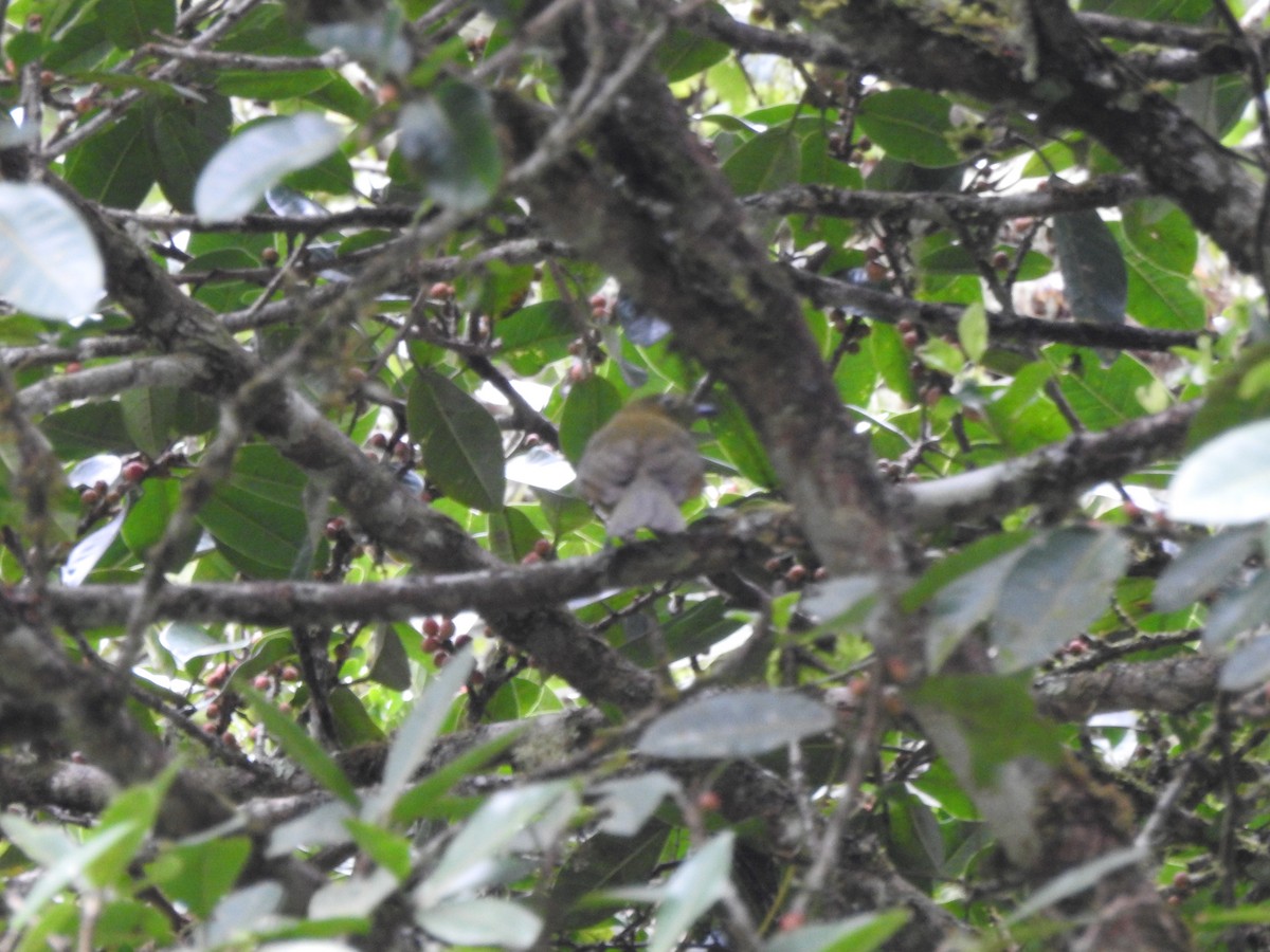 Olivaceous Piha - ML624979900