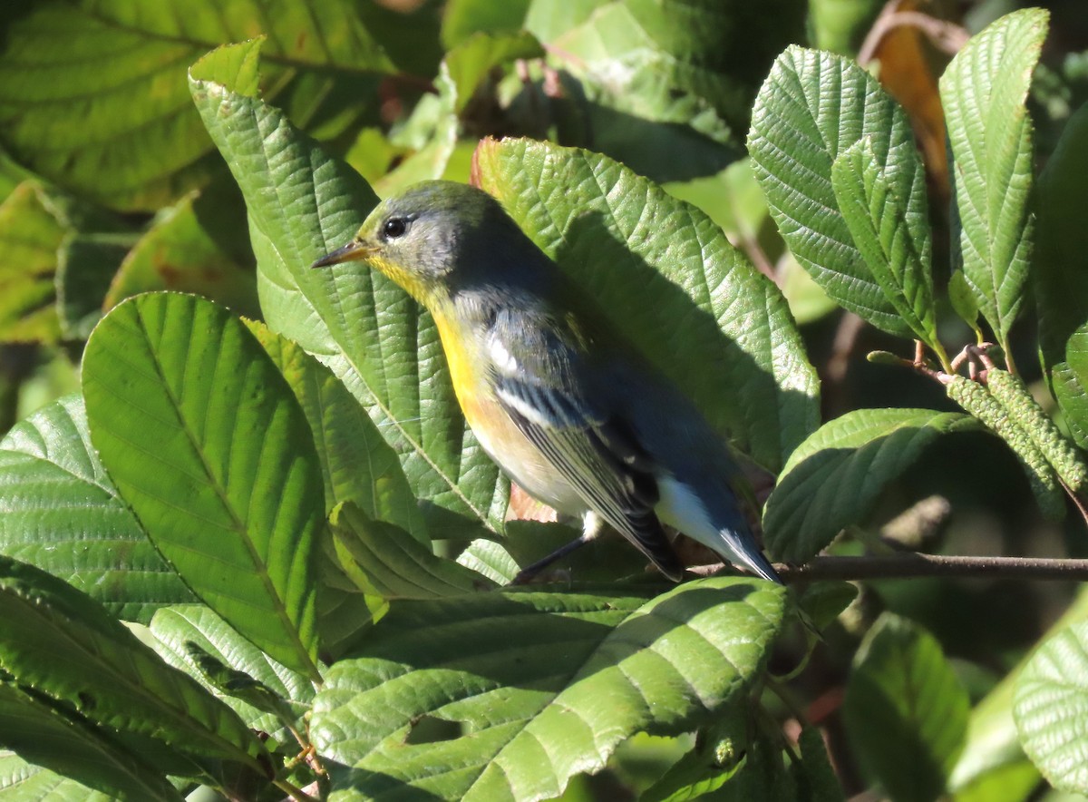 Northern Parula - ML624979956