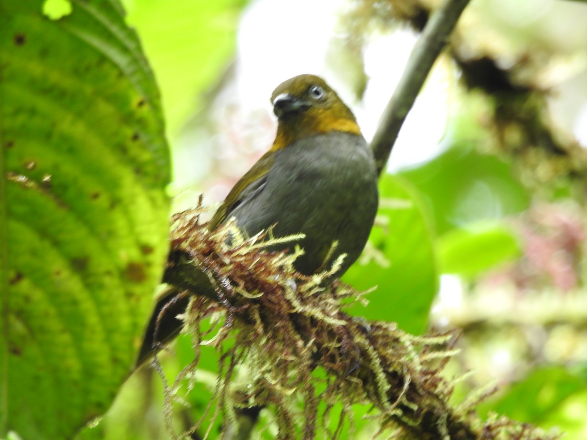 Short-billed Chlorospingus - ML624979982