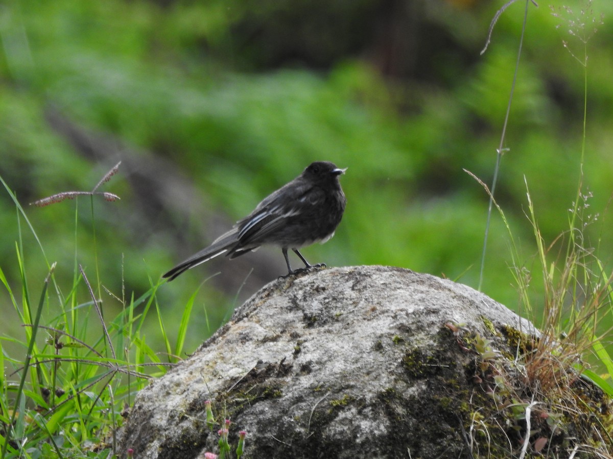 Black Phoebe - ML624980030