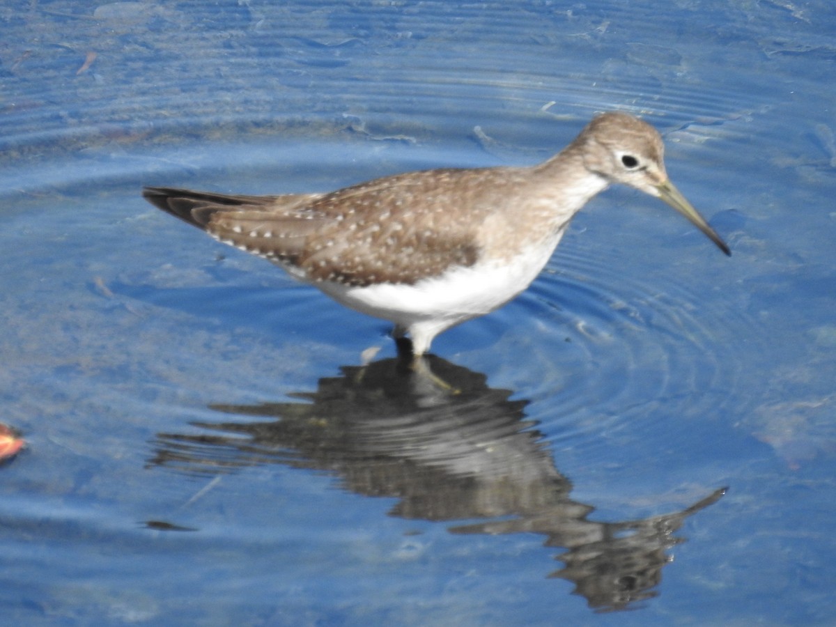 Solitary Sandpiper - ML624980032