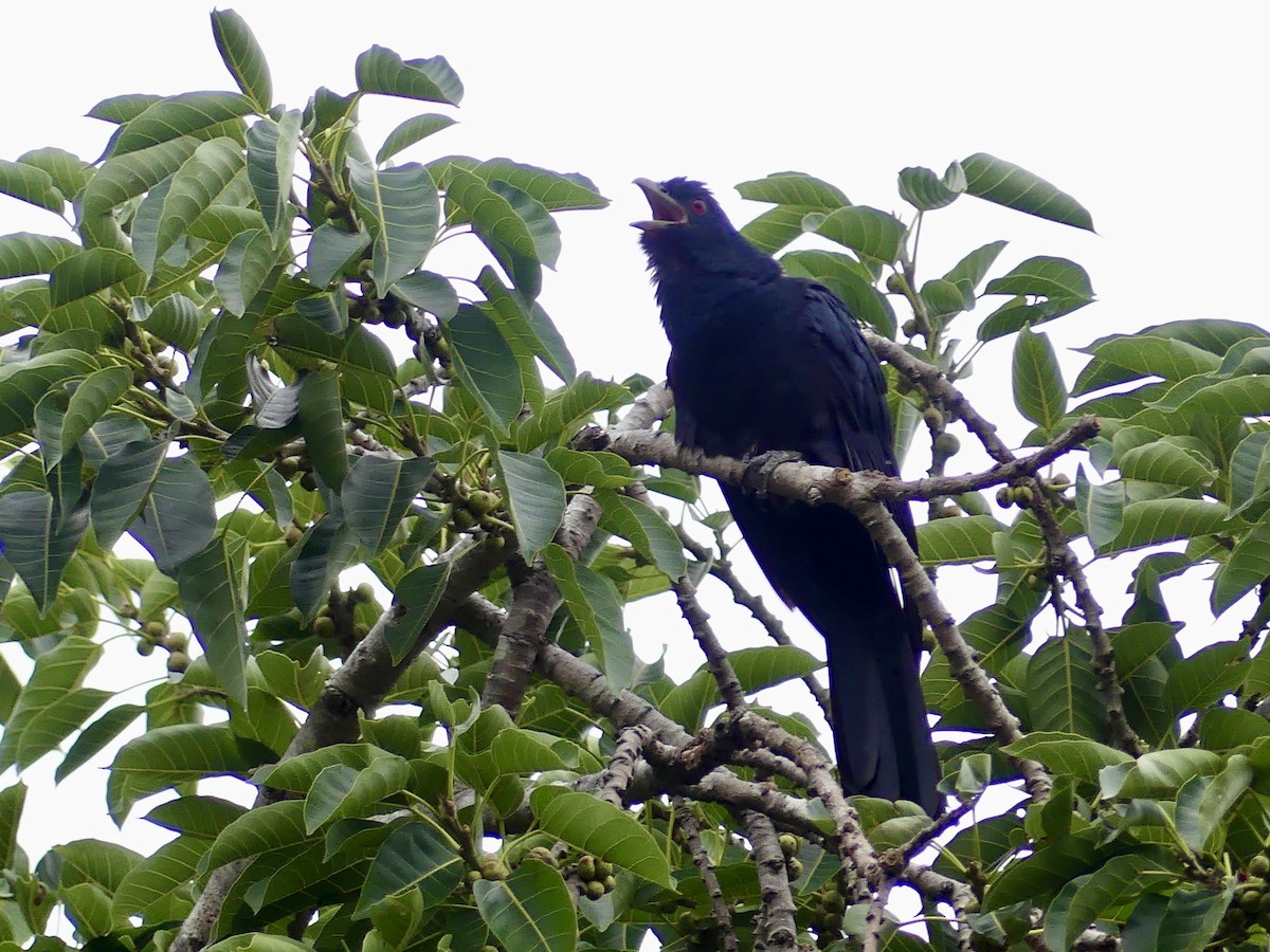 Pacific Koel - ML624980120