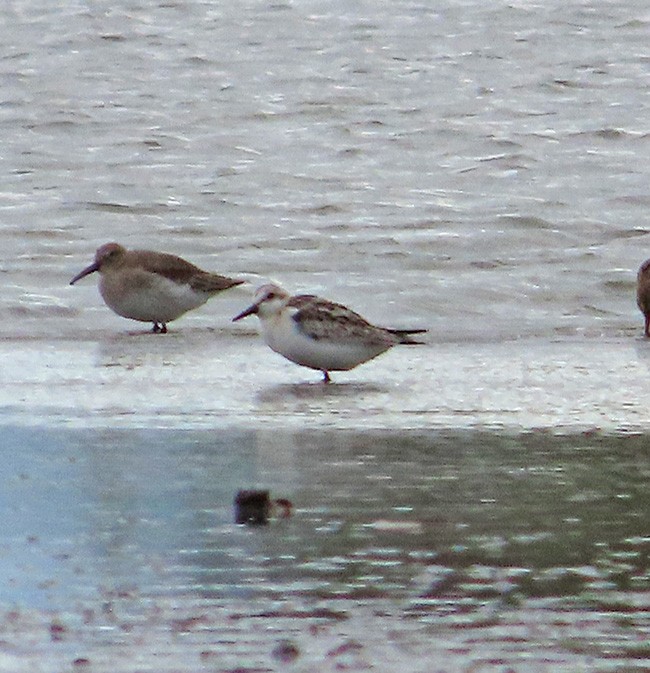 Гурвалж элсэг - ML624980224