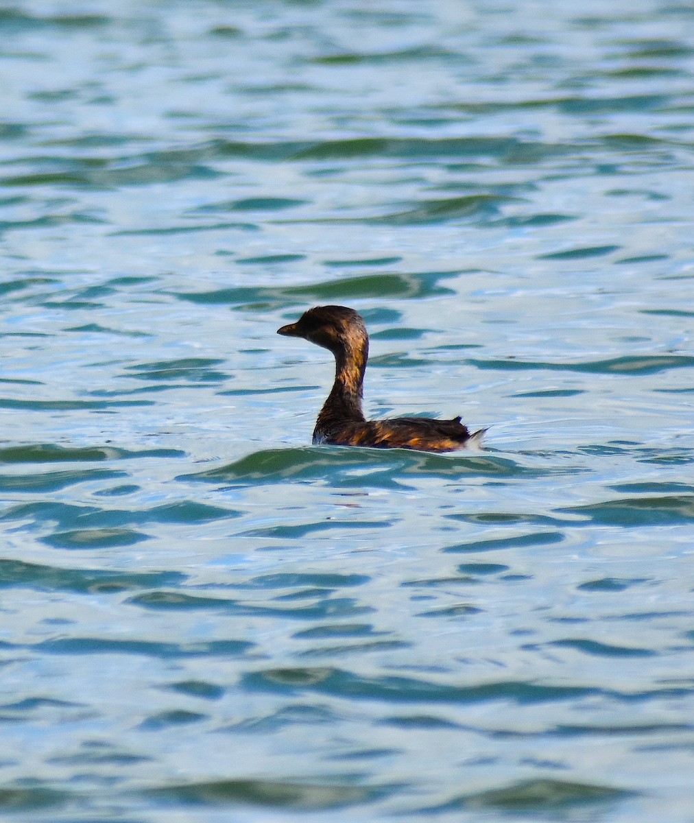 Pied-billed Grebe - ML624980240