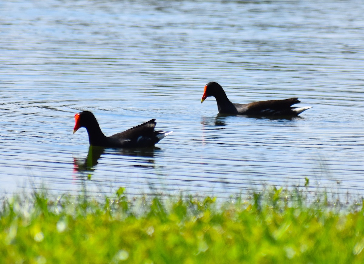 Common Gallinule - ML624980267