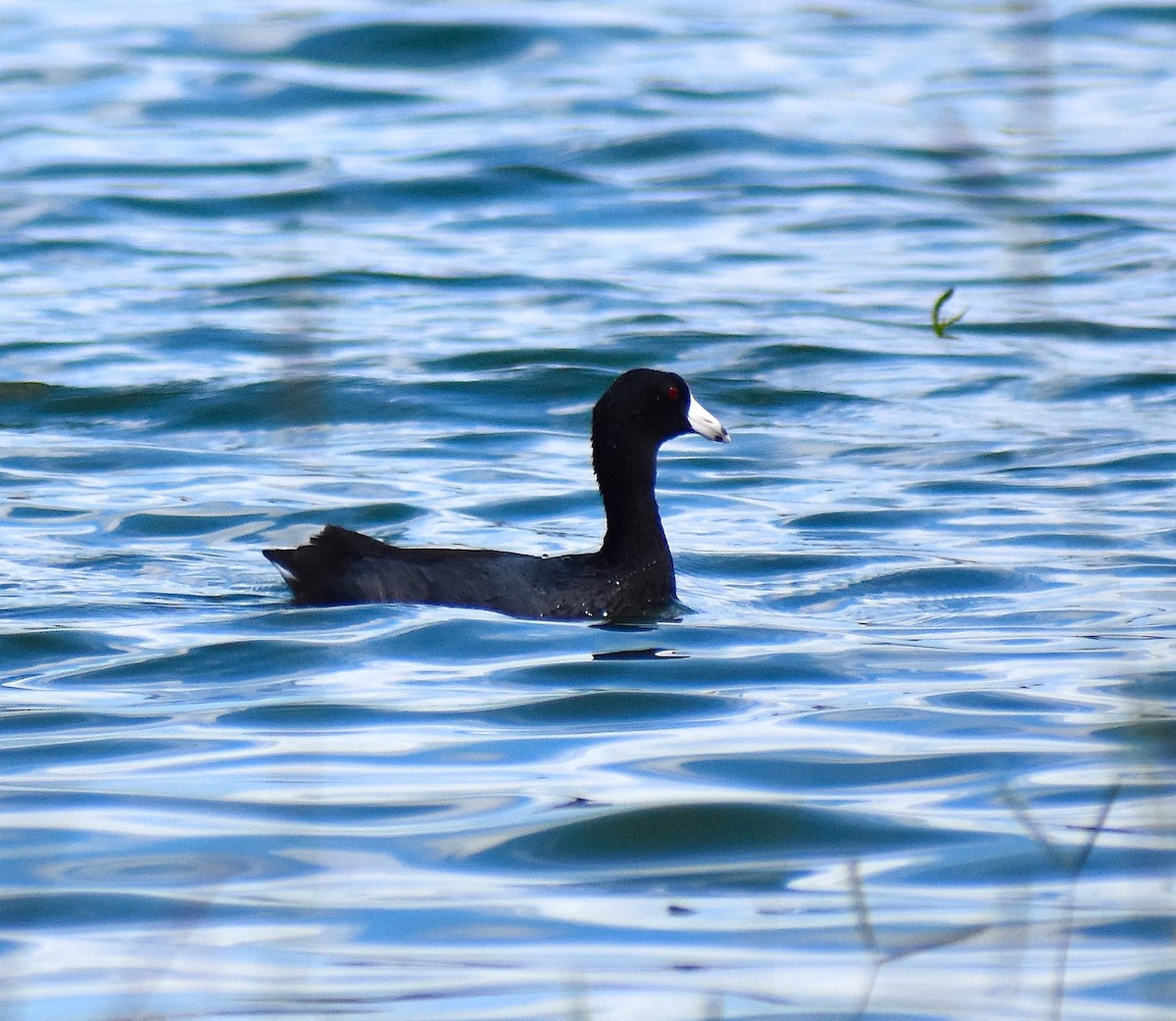 American Coot - ML624980276