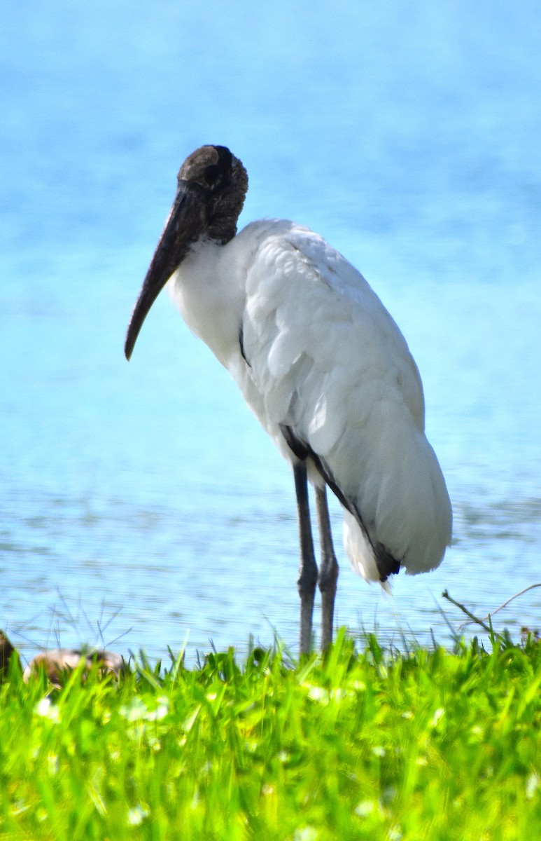 Wood Stork - ML624980284