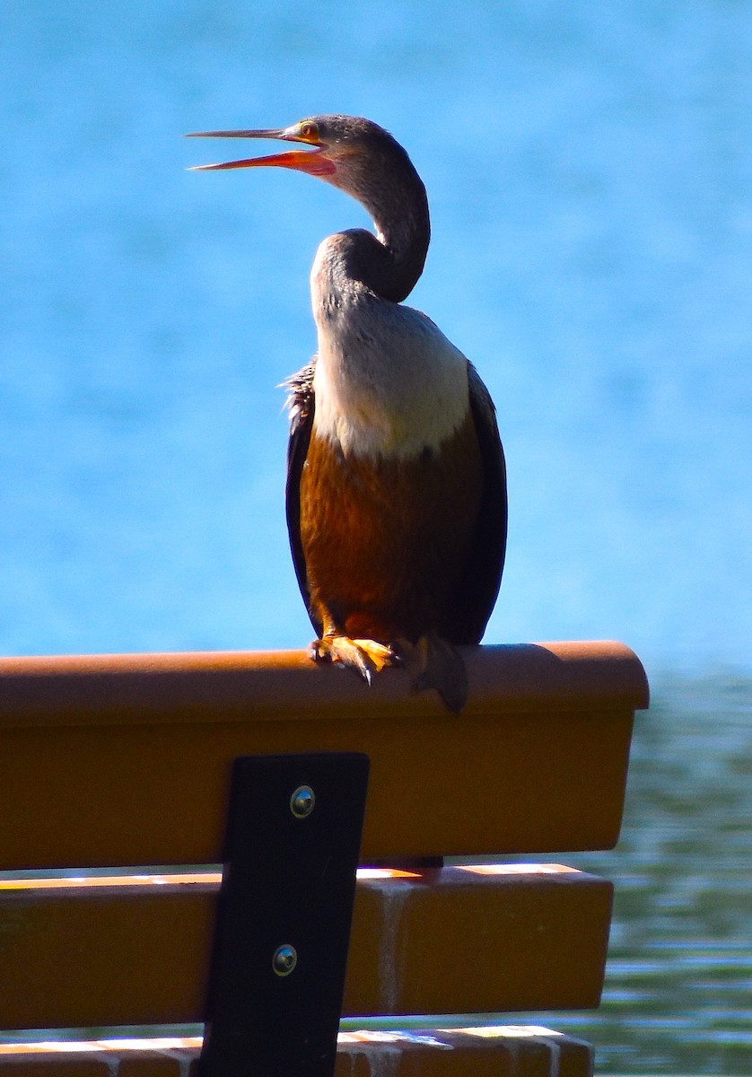 Anhinga - ML624980290