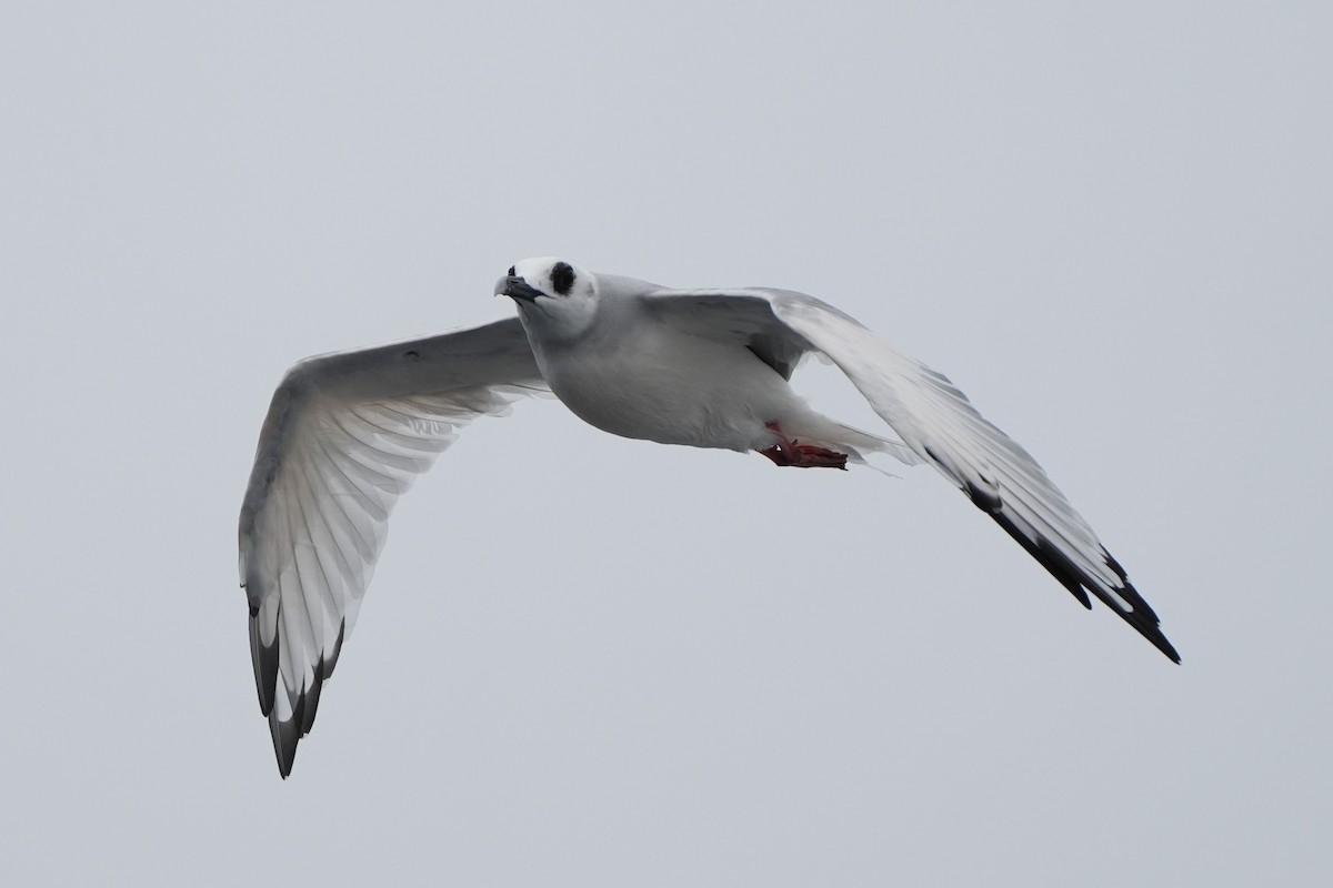 Swallow-tailed Gull - Enzo Mardones