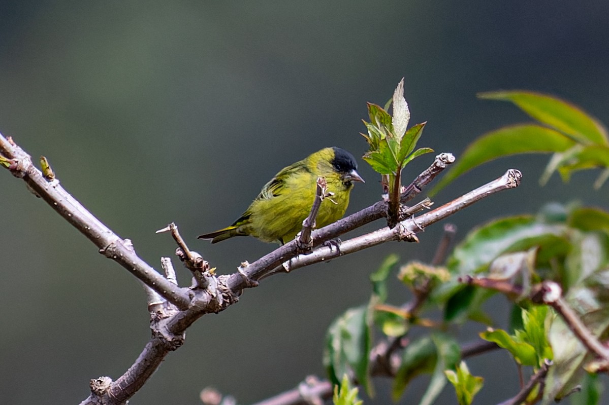 Black-capped Siskin - ML624980321