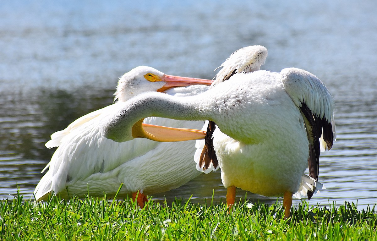 American White Pelican - ML624980322