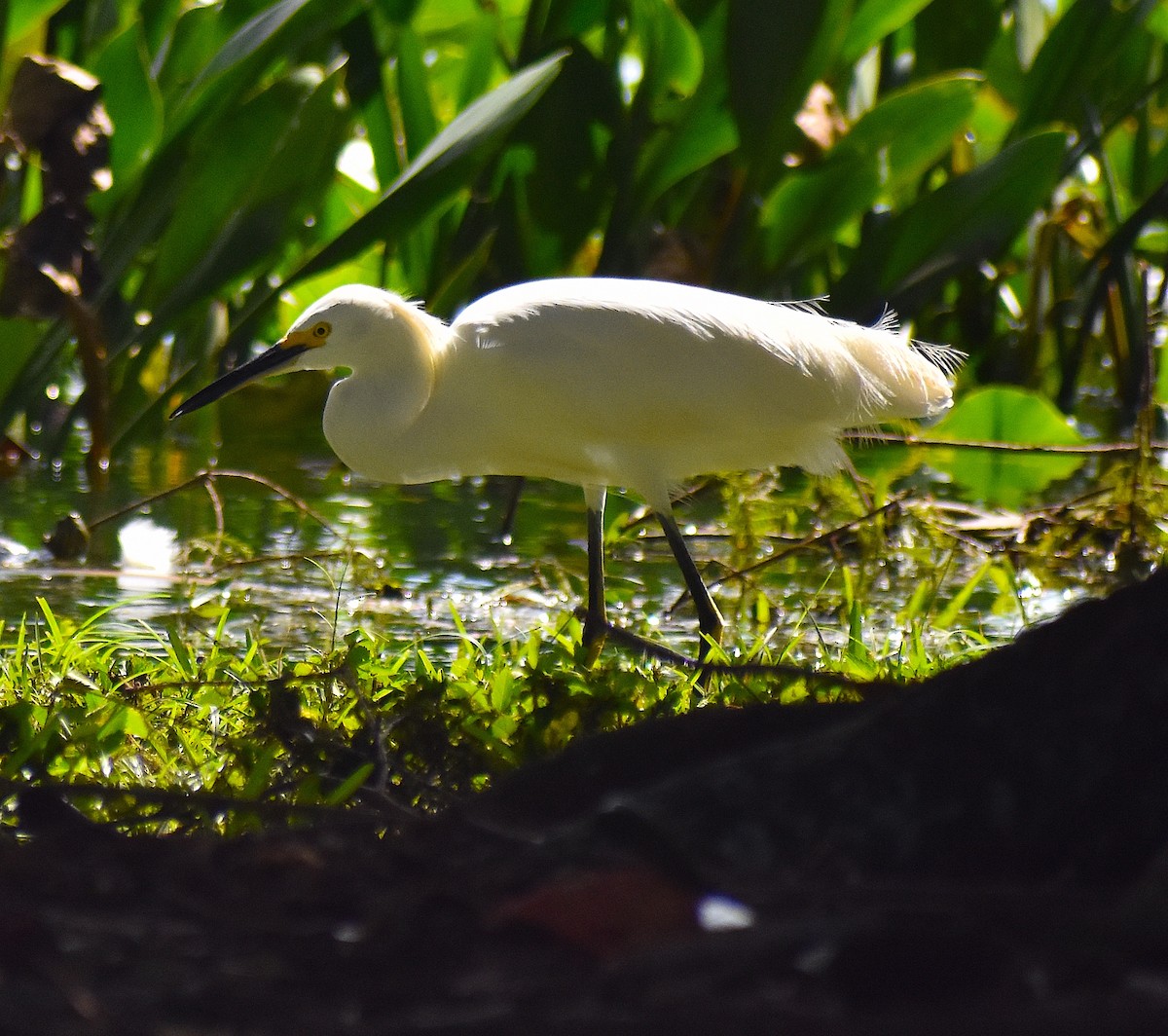 Snowy Egret - ML624980343