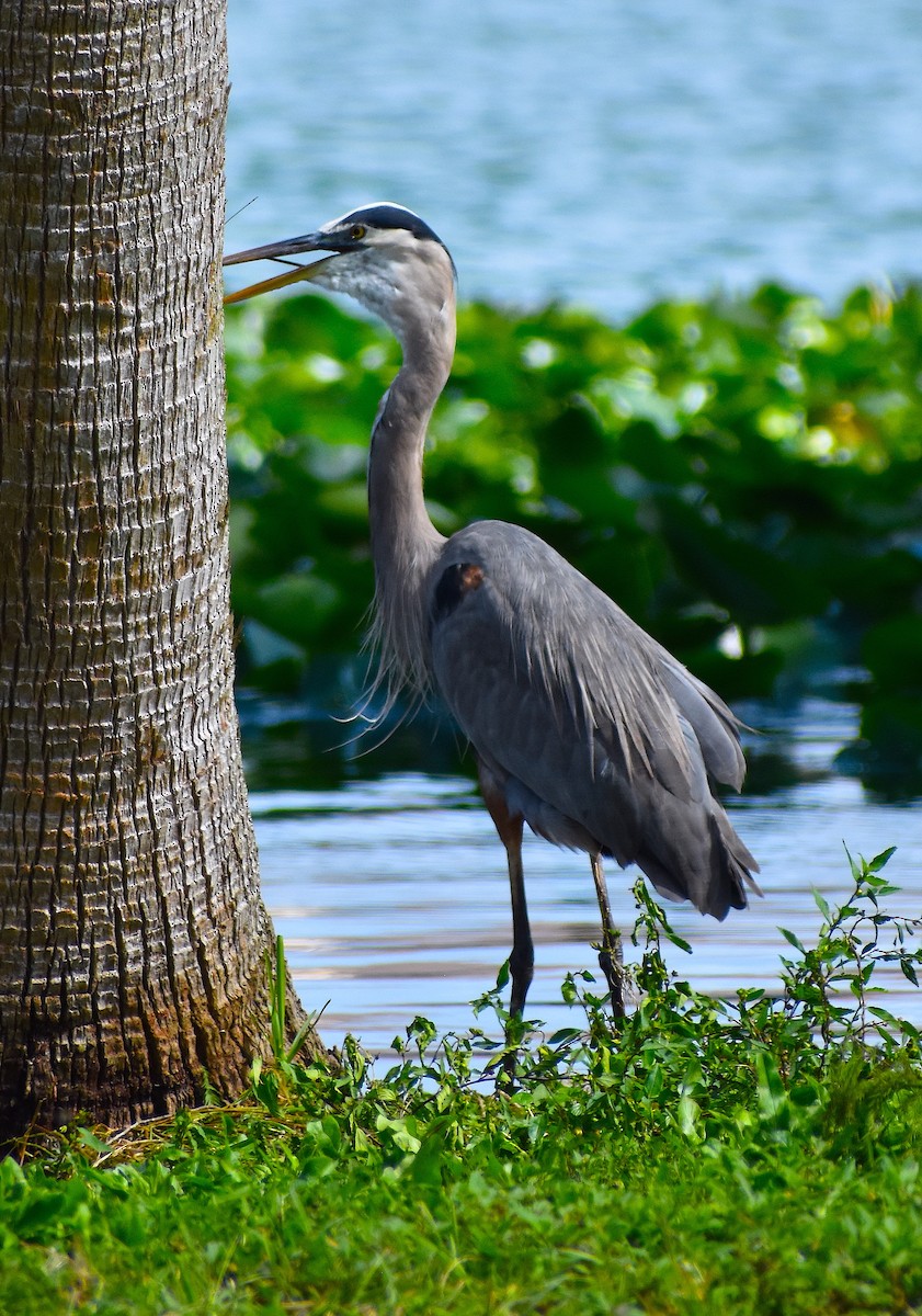 Great Blue Heron - ML624980353