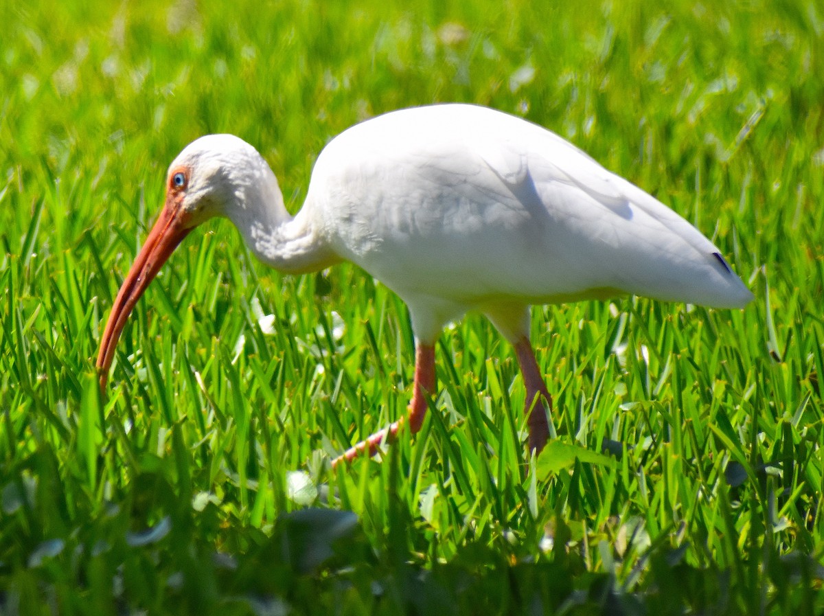 White Ibis - ML624980359