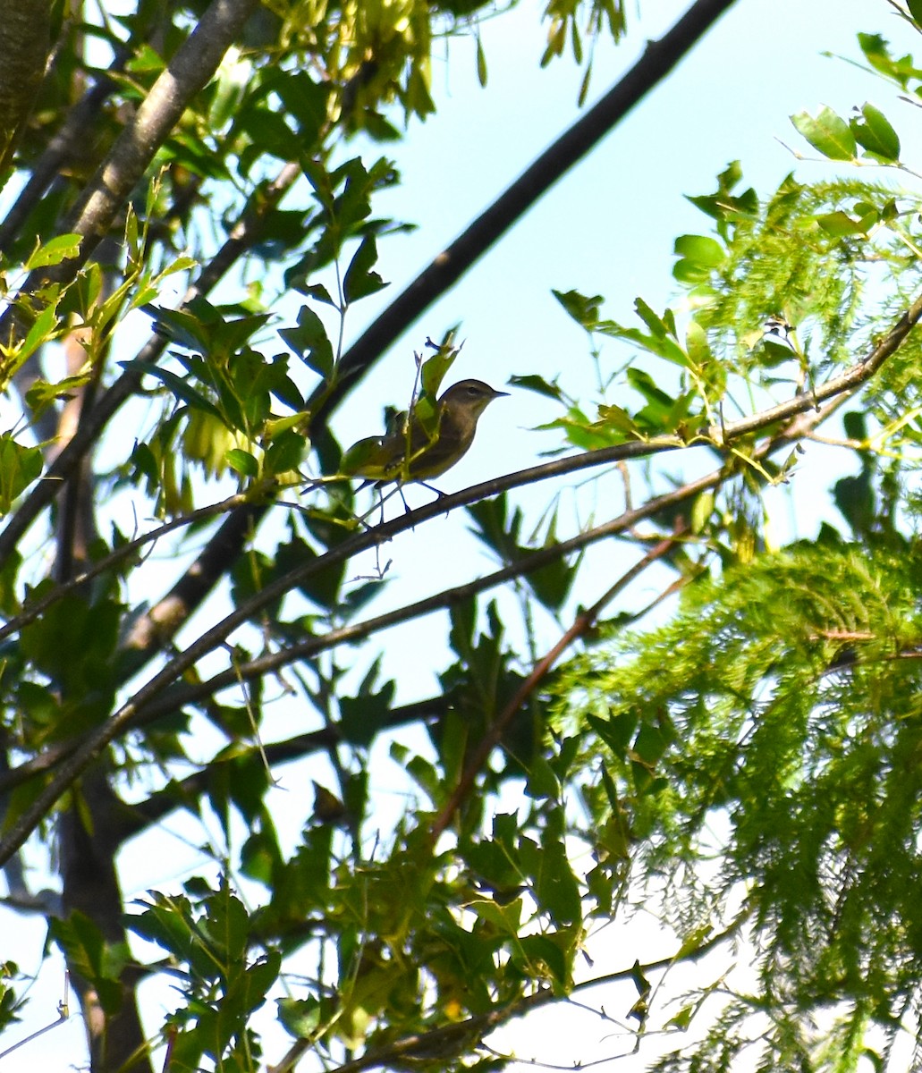 Palm Warbler - ML624980368