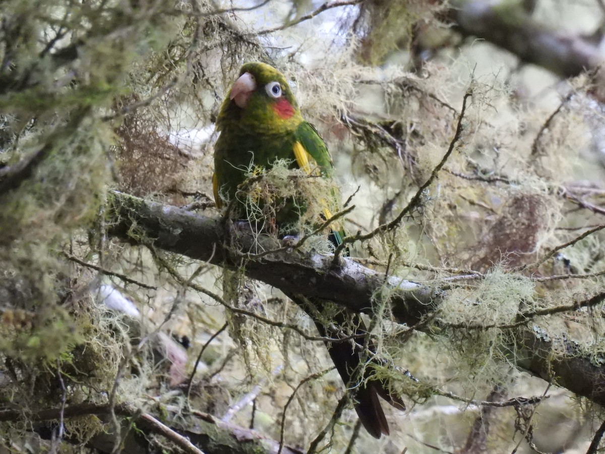 Sulphur-winged Parakeet - ML624980384
