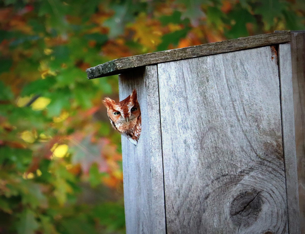 Eastern Screech-Owl - ML624980445