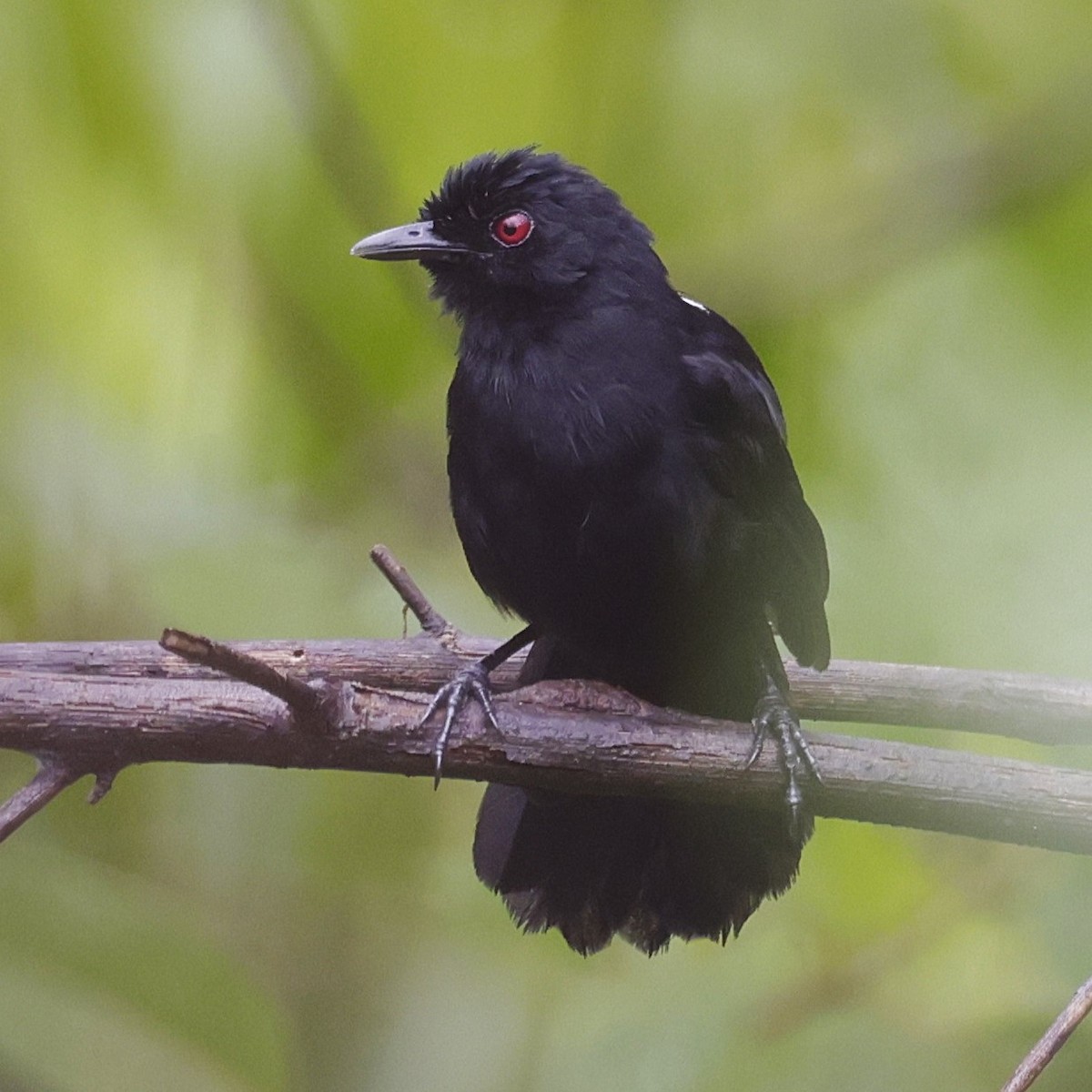 Western Fire-eye (Black-bellied) - ML624980545