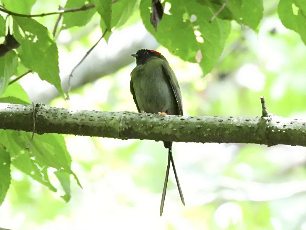 Long-tailed Manakin - ML624980588