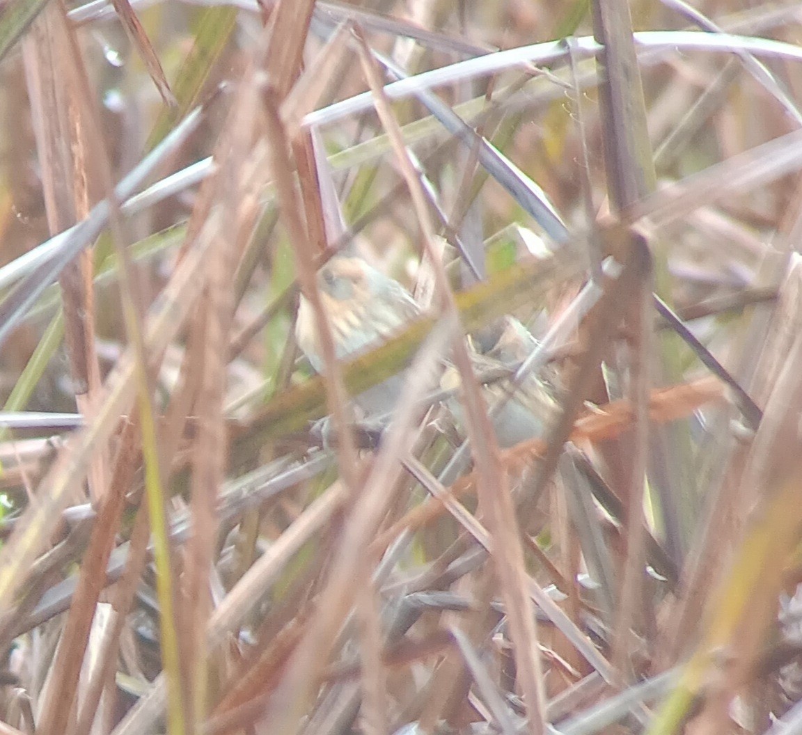 Nelson's Sparrow - ML624980716
