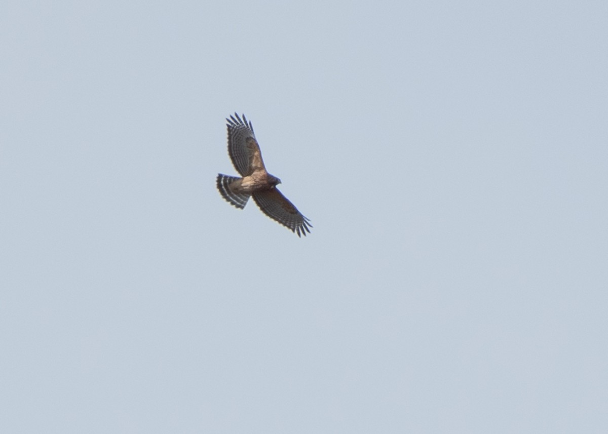 Red-shouldered Hawk - ML624980722