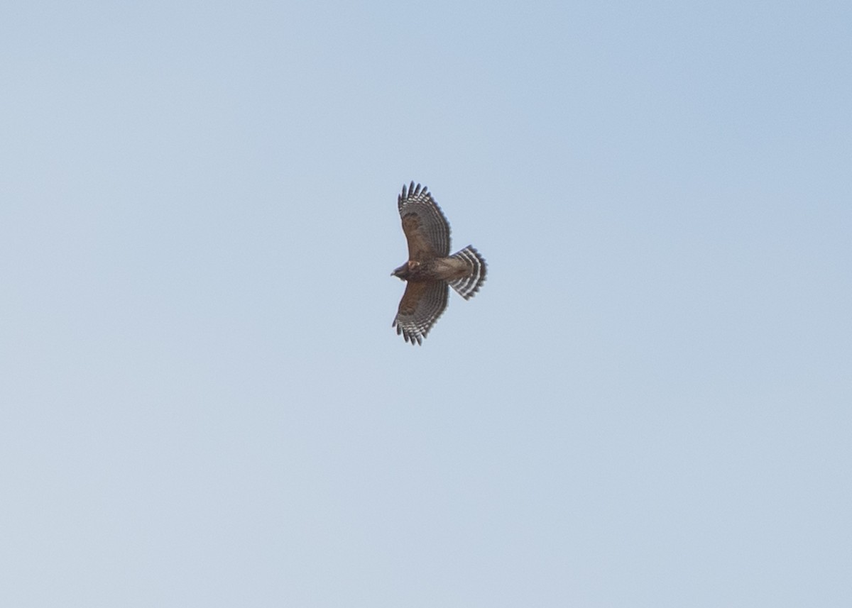 Red-shouldered Hawk - ML624980723