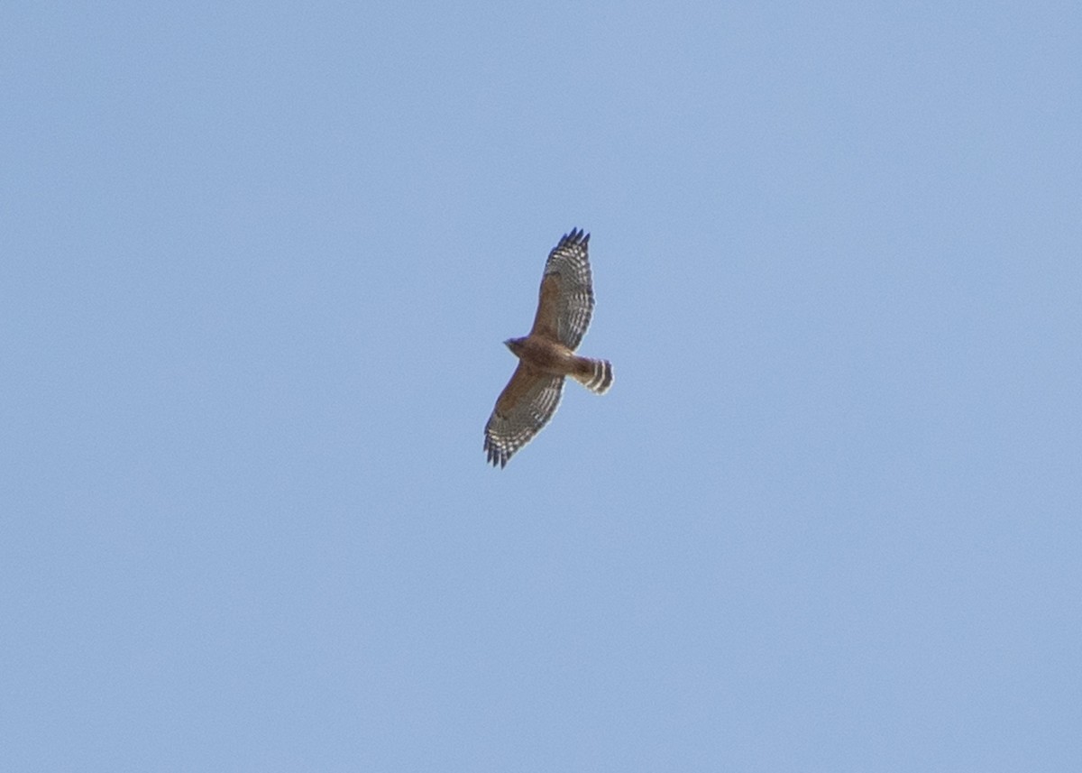 Red-shouldered Hawk - ML624980725