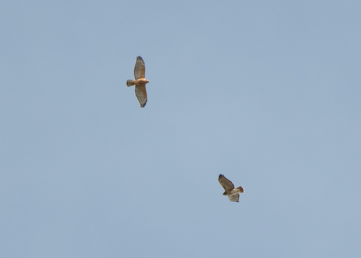 Red-shouldered Hawk - ML624980726