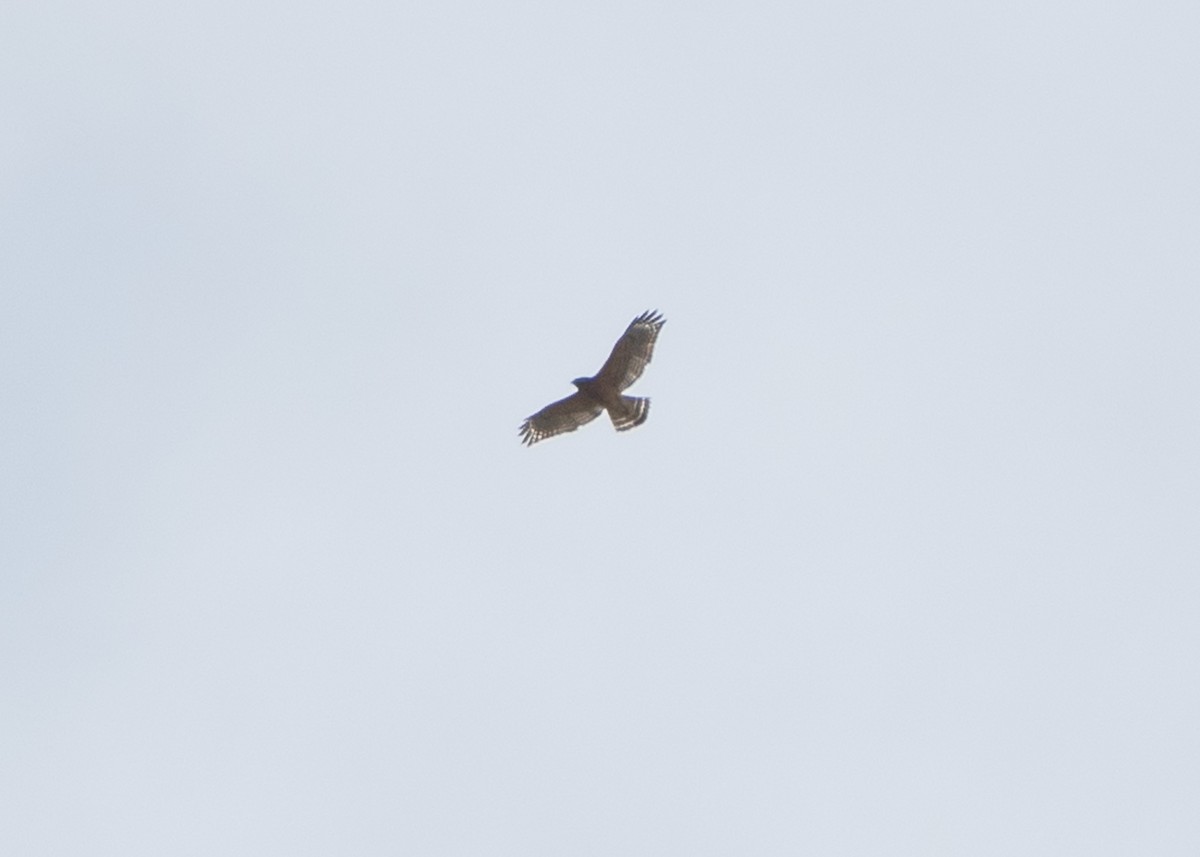 Red-shouldered Hawk - ML624980734