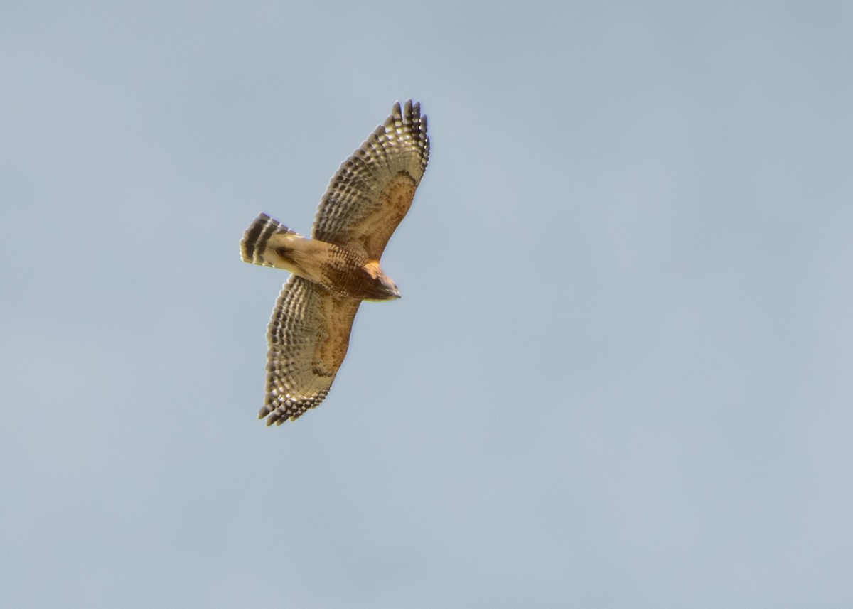 Red-shouldered Hawk - ML624980735