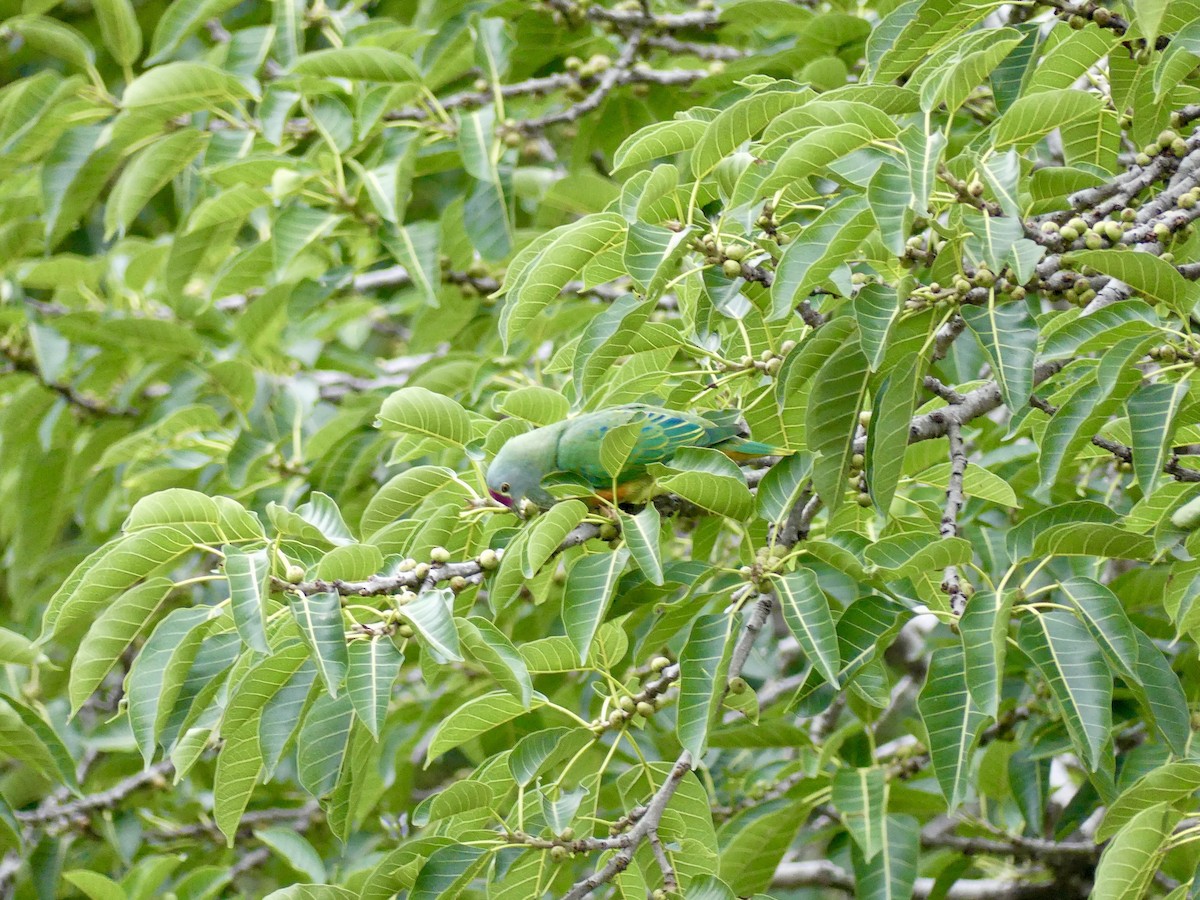 Rose-crowned Fruit-Dove - ML624980763