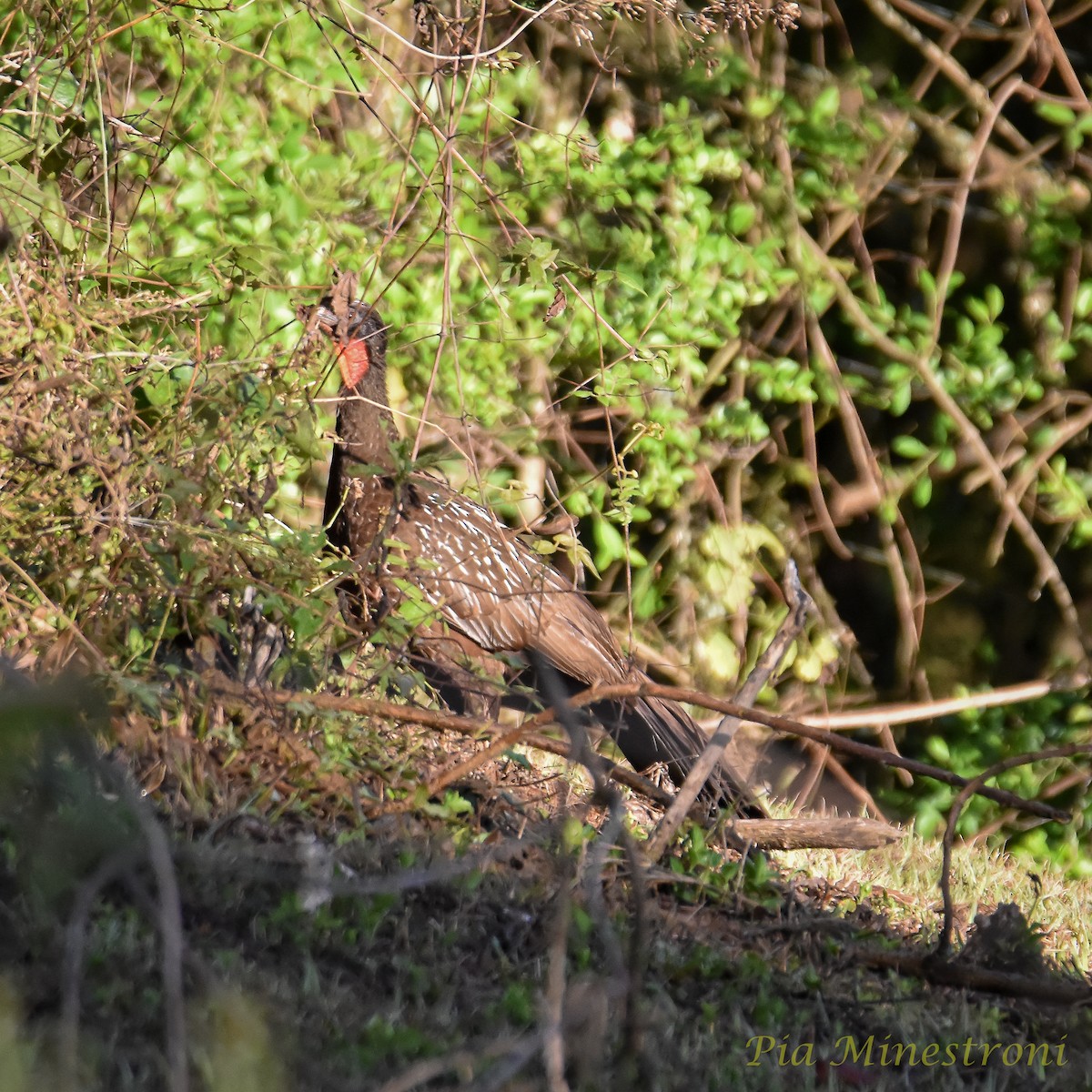 guan bolívijský - ML624980807