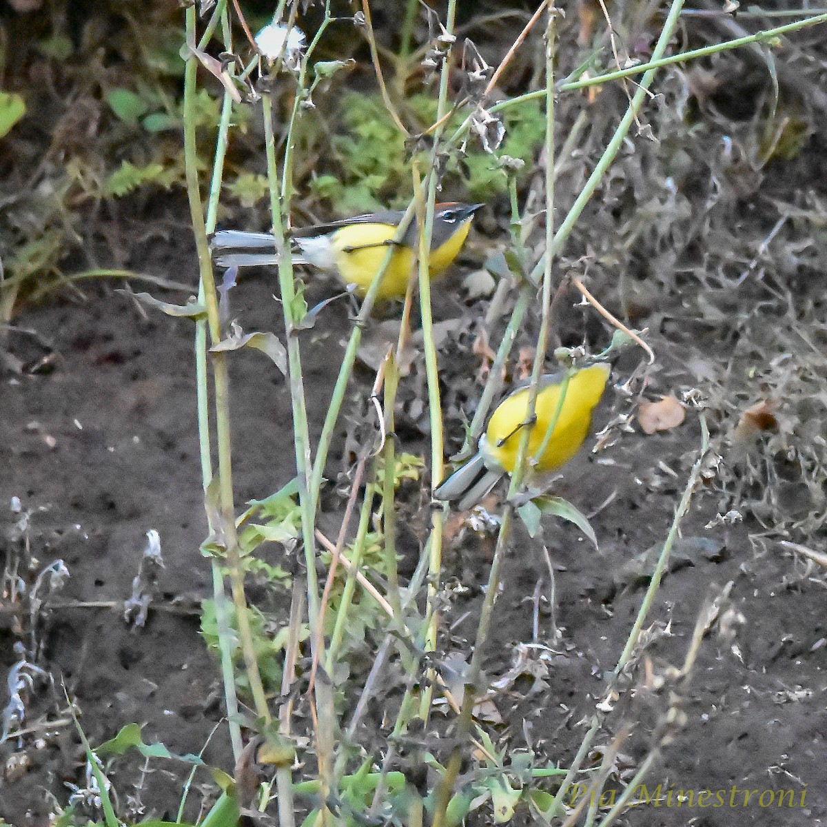 Paruline basanée - ML624981034