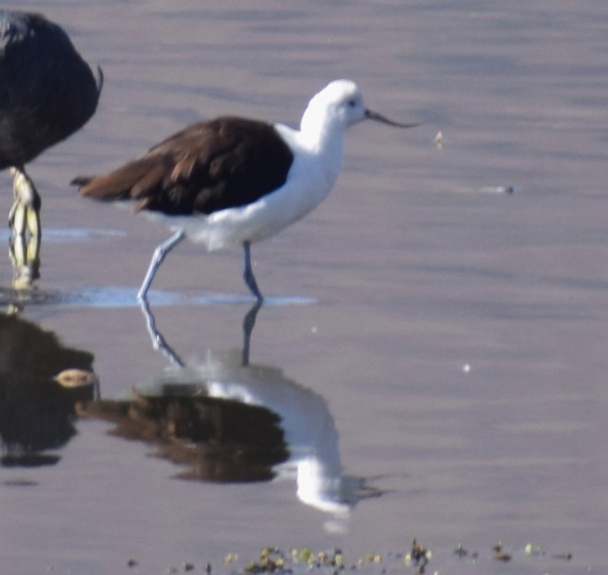 Andean Avocet - ML624981094