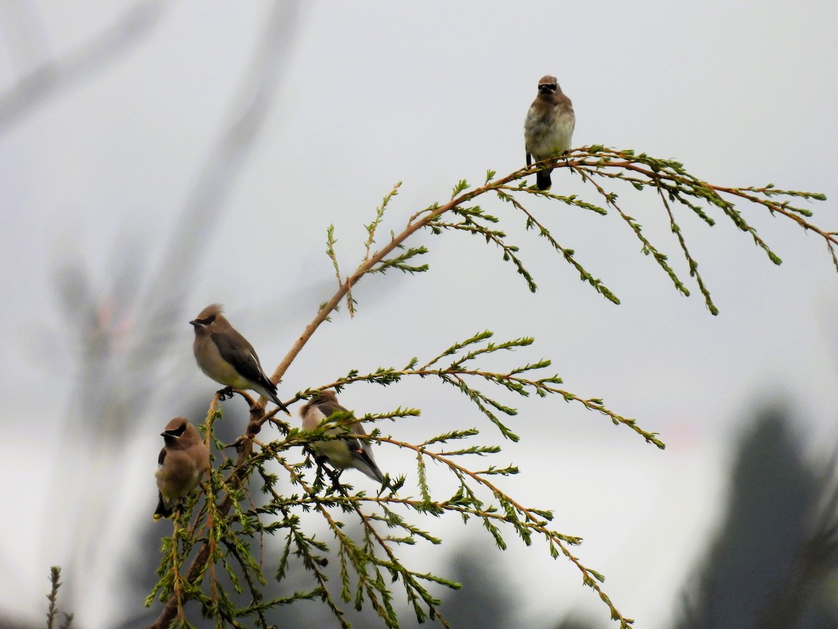 Cedar Waxwing - ML624981210