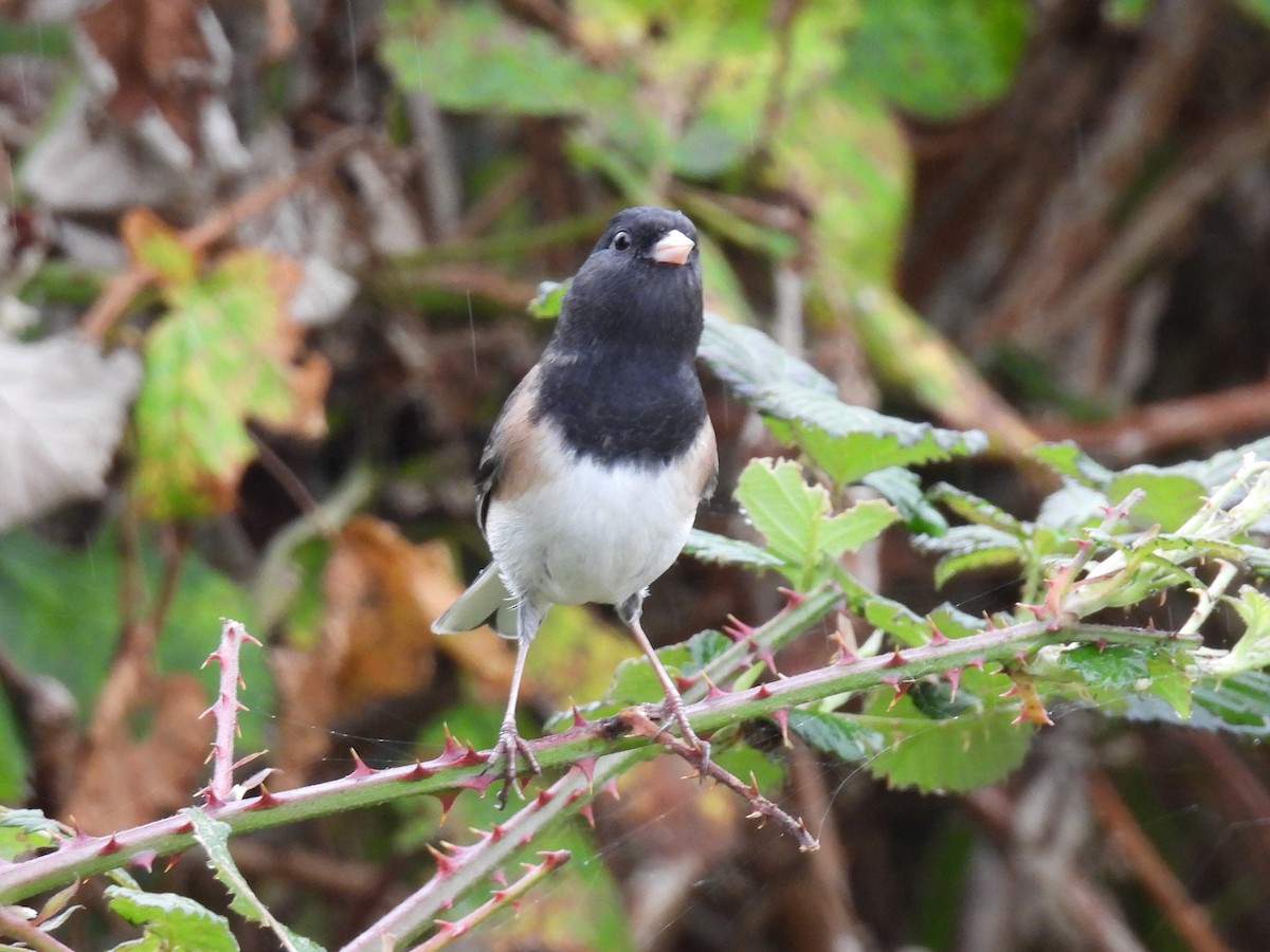 Dark-eyed Junco - ML624981233