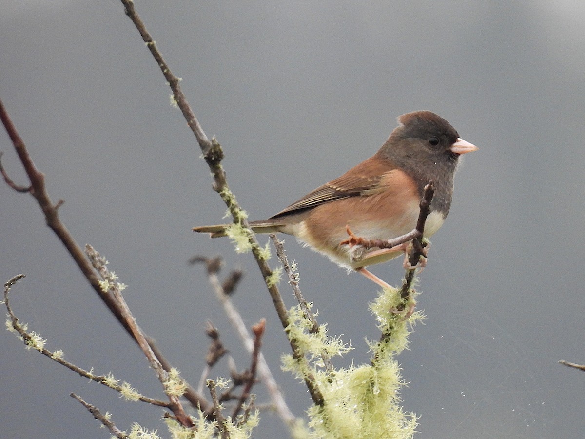 Dark-eyed Junco - ML624981234