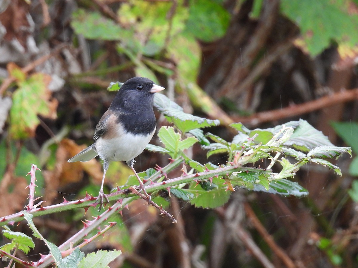 Dark-eyed Junco - ML624981235