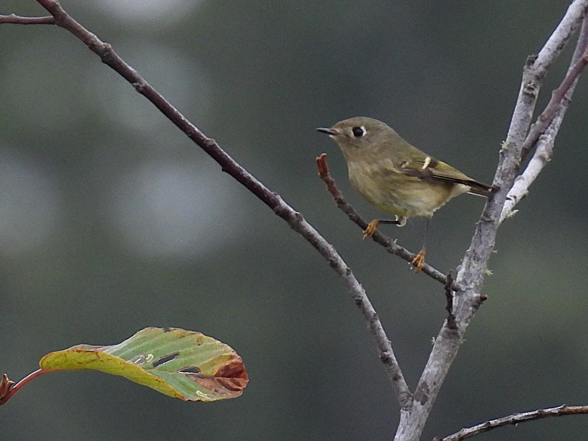 Ruby-crowned Kinglet - ML624981261