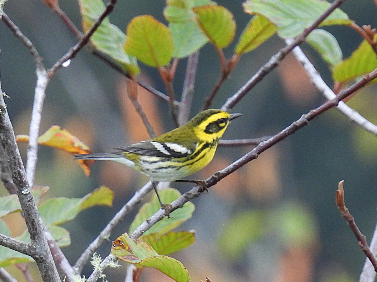 Townsend's Warbler - ML624981292