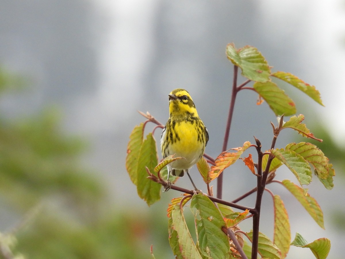 Townsend's Warbler - ML624981293