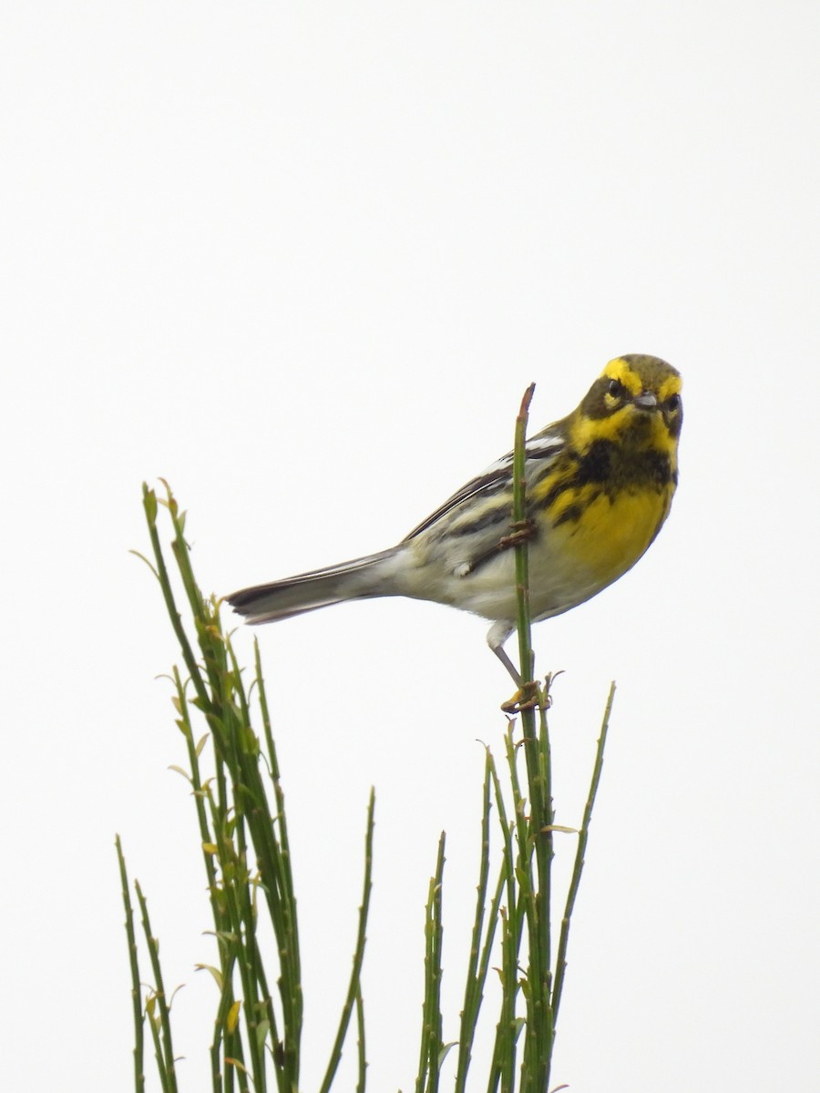 Townsend's Warbler - ML624981294