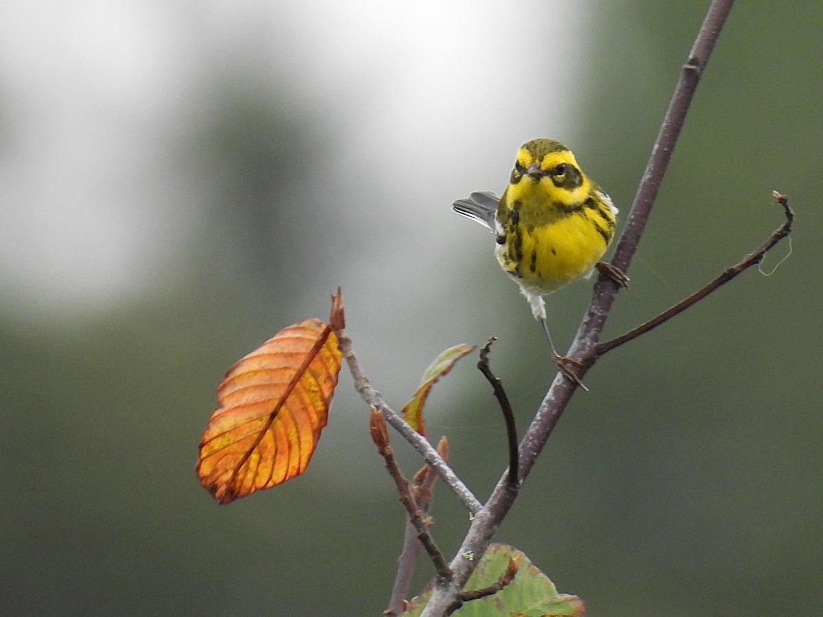 Townsend's Warbler - ML624981295