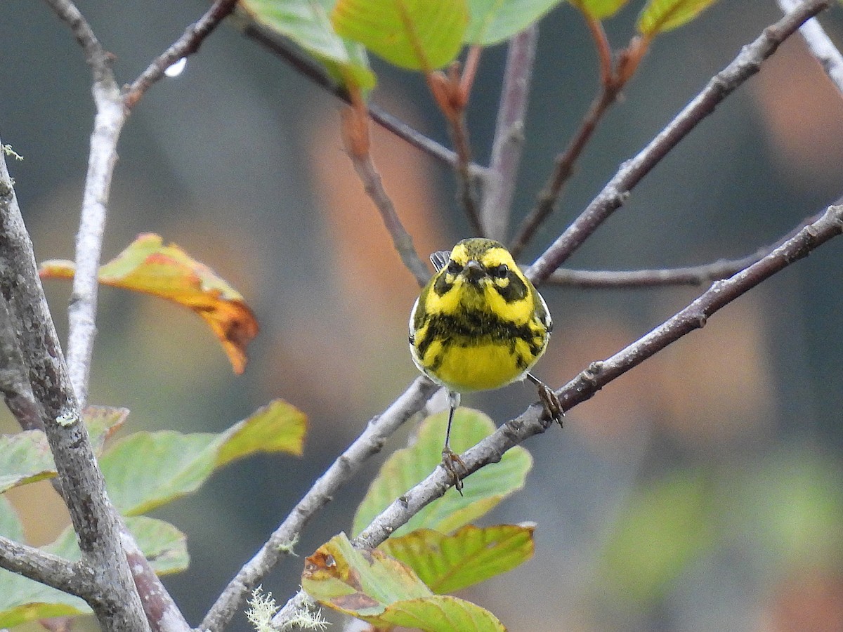 Townsend's Warbler - ML624981296