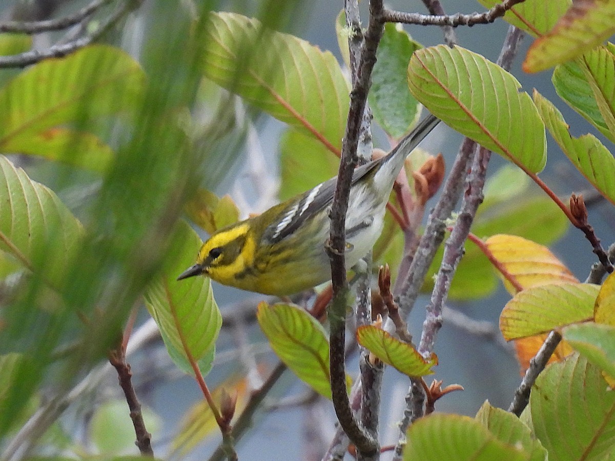 Townsend's Warbler - ML624981297