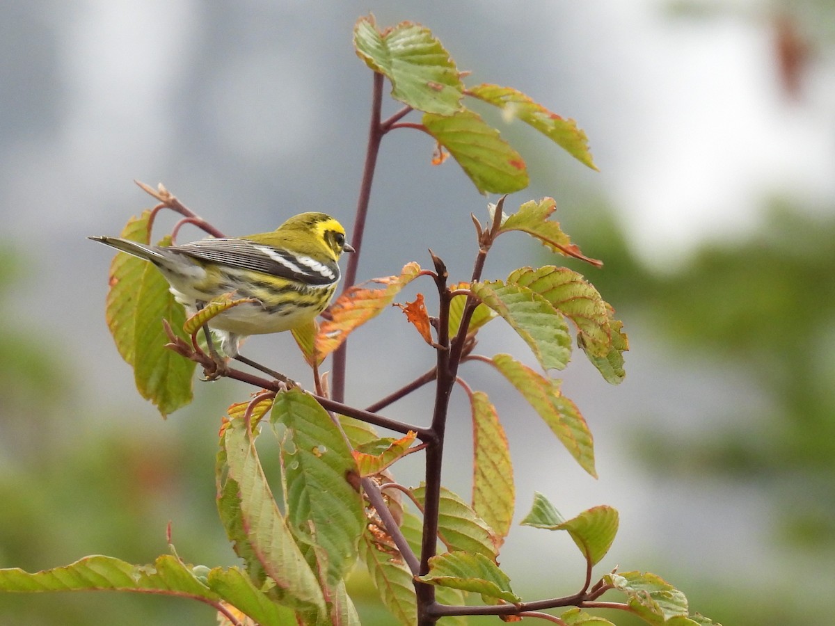 Townsend's Warbler - ML624981298