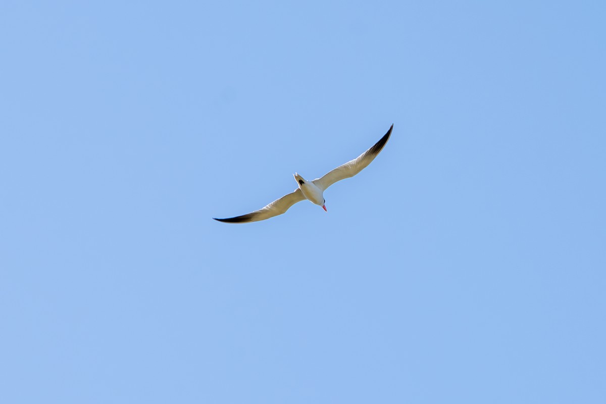 Caspian Tern - ML624981334