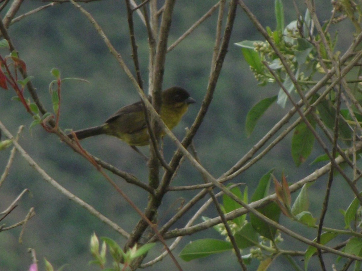 Dusky-headed Brushfinch - ML624981346